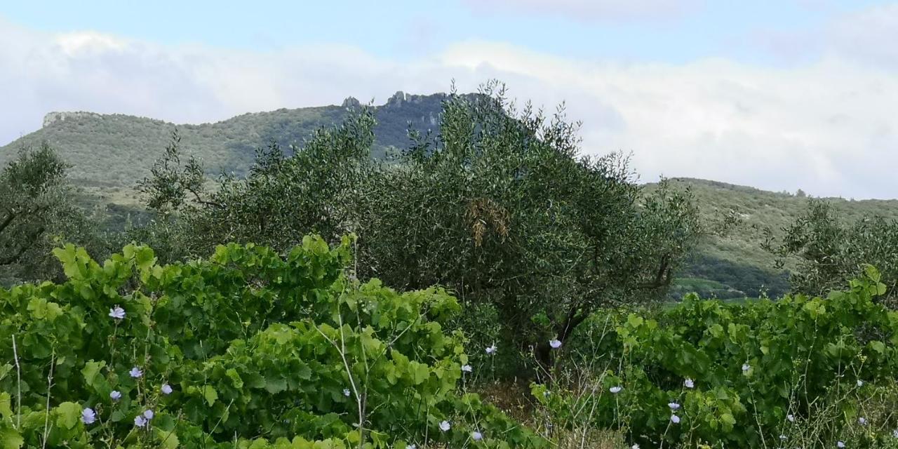 Bed and Breakfast Le Mimosa Saint-Saturnin-de-Lucian Екстер'єр фото