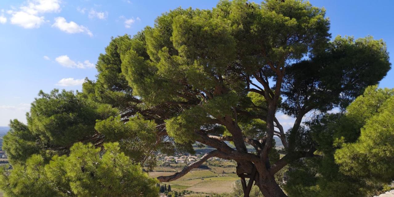 Bed and Breakfast Le Mimosa Saint-Saturnin-de-Lucian Екстер'єр фото